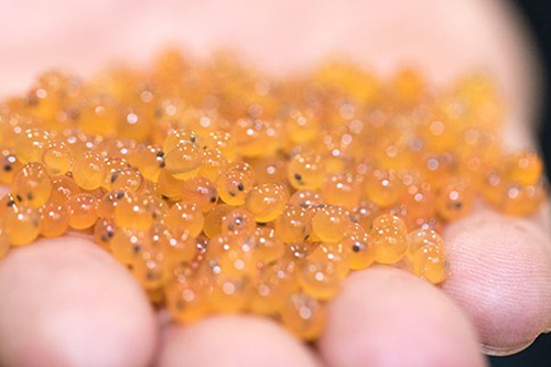 Freia_Forellen_kvalitet